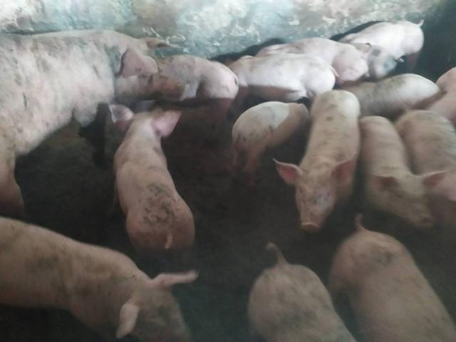 Тварини свині