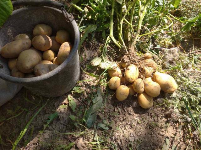 Насіння картоплі