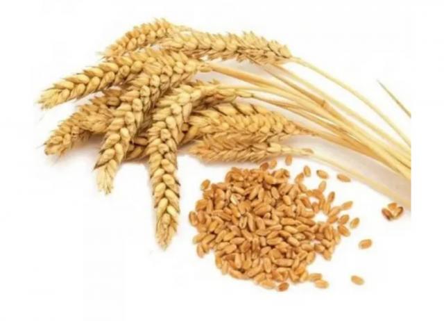 Продам пшеницу 1.300кг