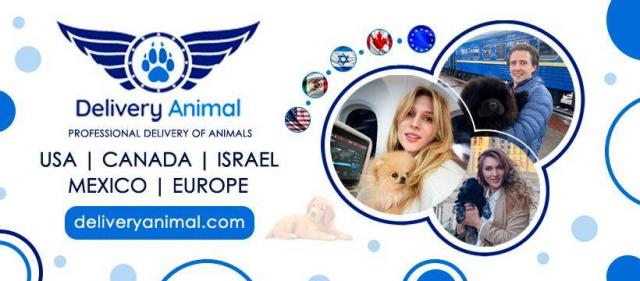 Доставка животных в США - Канада - Израиль -  Европу - Мексику