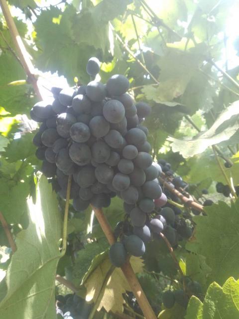 Продам виноград Молдова