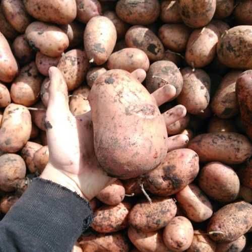 Продам домашню картоплю