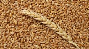 Продам пшеницю урожаю 2022 року. Суха, чиста