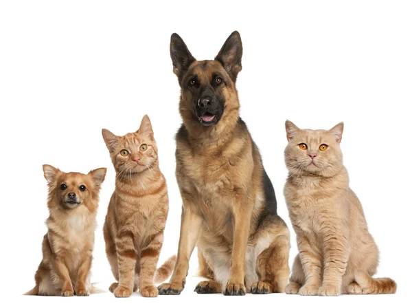 Лечение домашних животных Частотно резонансной терапией