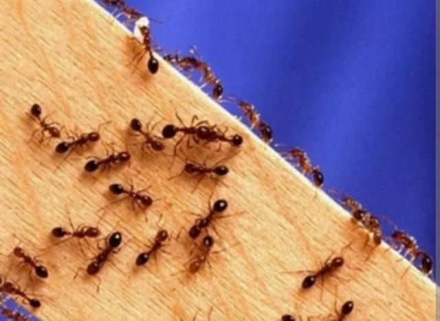 Продам живих мурашок