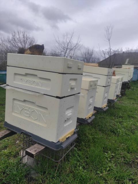 Бджоло пакети у Вінницькій області