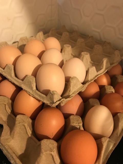 Домашние яйца (свежие)