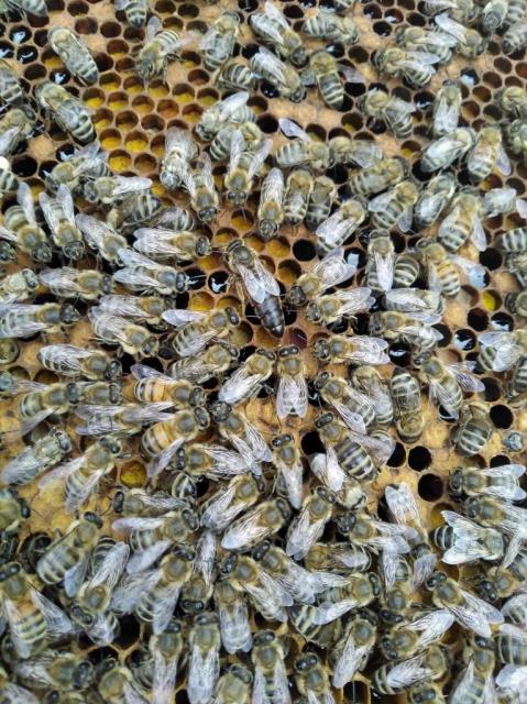 Бджолопакети та бджолині матки