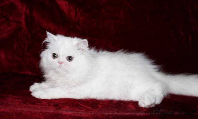 Шикарный персидский котенок-мальчик белоснежного окраса PER w, современного типа