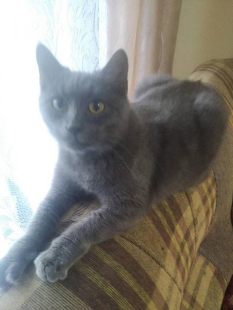 Киця Слава. Отдам в хорошие руки.