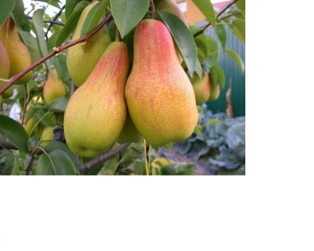 Продам саженцы высокоурожайных сортов  груш, персиков, абрикосов и яблонь