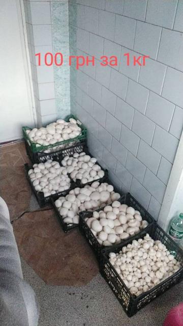 Продаю гриби шампіньйони власного виробництва без ГМО. Вартість за кг 100 грн.