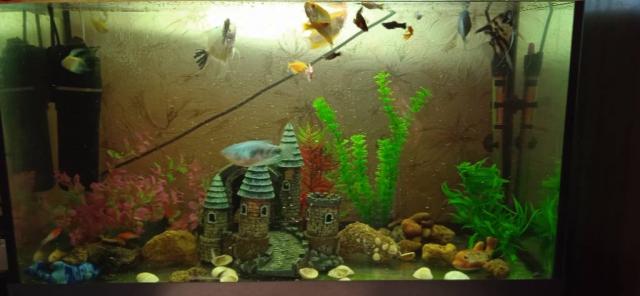 Продаю акваріум укомплектований з рибками