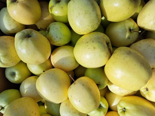 Продам яблука домашні смачні, оптом ціна 7 гривень за кілограм.