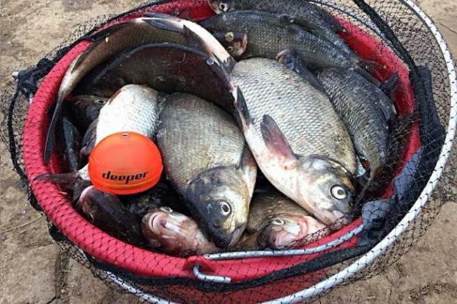 Обрезки рыбы речной Ляща, 36 грн.