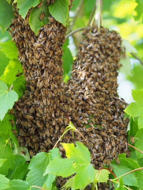 Пчелиные рои (майские).