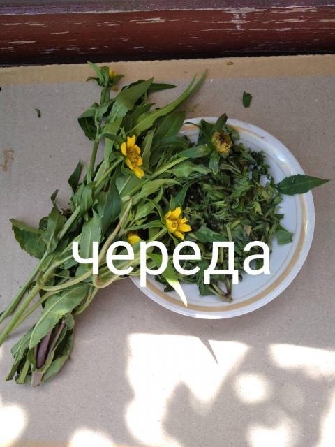 Череда.           Череда