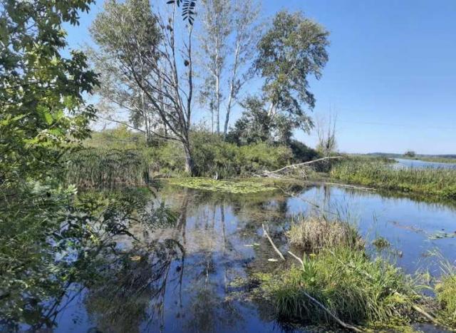 продаж ділянка сільськогосподарського призначення Бориспільський, Вороньків, 168330 грн.