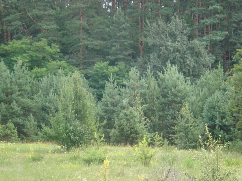 Земельна ділянка продаж Євминка, Євминка — 7/10