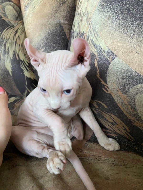 Ищет себе хорошего хозяина 🐈, Одеса — 2/2