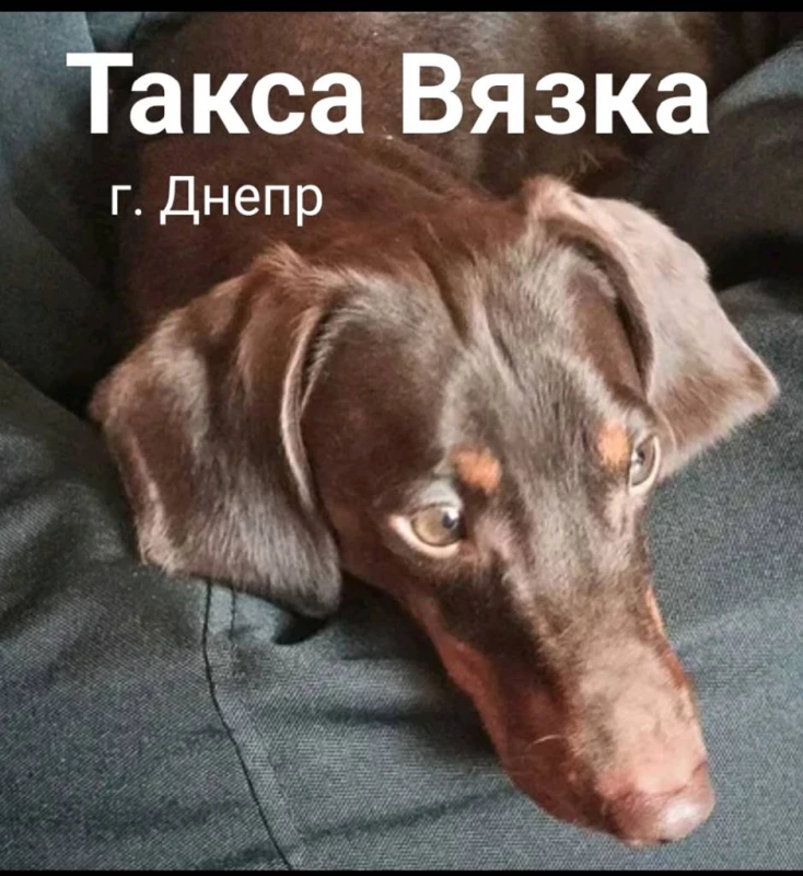 Такса Вязка ищем невесту, Дніпро — 3/3