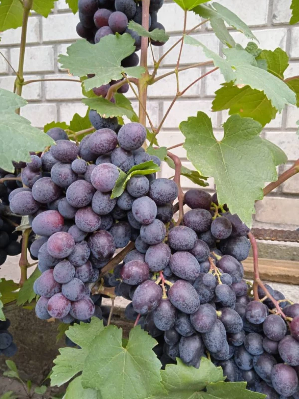 Продам виноград разных сортов, Днепр — 2/3