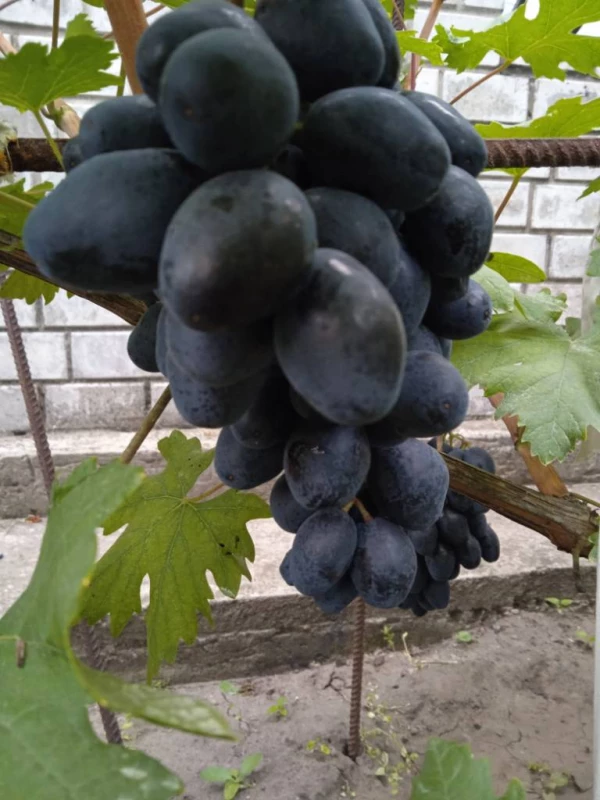 Продам виноград разных сортов, Днепр — 3/3