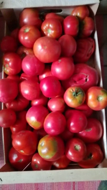 🍅 Продам свіжий сік та помідори – натурально, смачно, без хімії