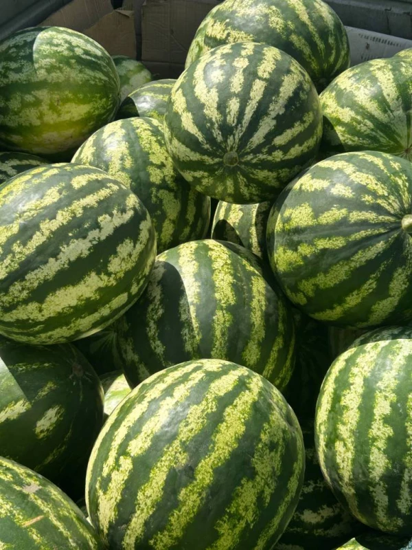 Продам кавун сорт Продюсер