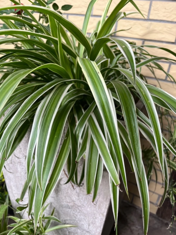 Хлорофитум хохлатый (Chlorophytum comosum)