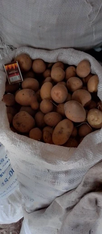 Продам дрібну картоплю