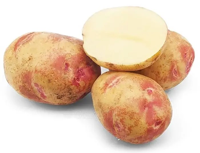 Домашня картопля, Біла Церква — 3/4