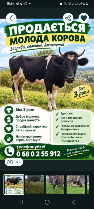 Продам молоду корову