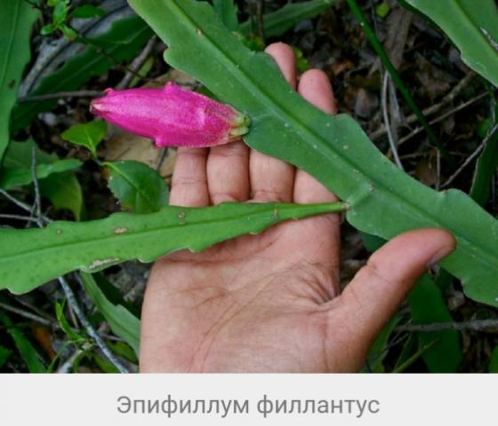 Растение Эпифиллум Филлангус