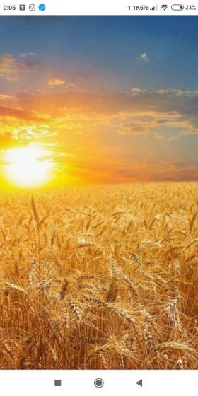 Куплю відходи пшениці кукурудзи