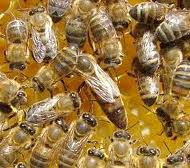 Бджоломатки українські степові