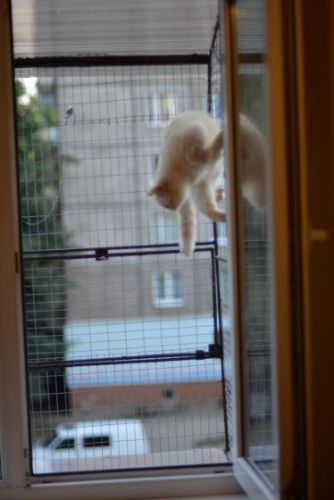 Вольер для кошек на окно. Броневик Днепр.