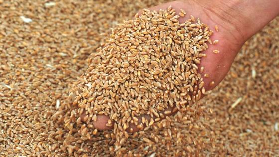 Закупівля зерна: пшениця, ячмінь, гречка, горох, просо