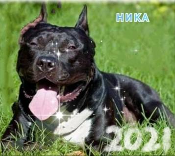 Пропала собака Стаффордширский терьер черного цвета,10месяцев