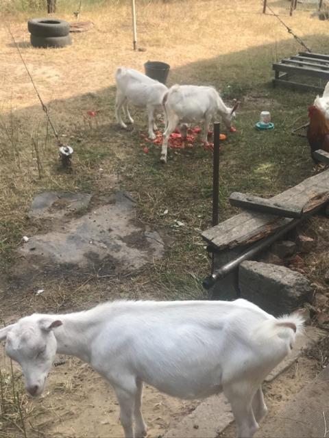 Продам трех коз