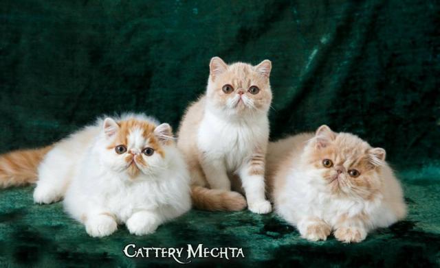 Предлагаем котят персов и экзотов