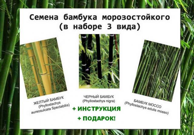 Семена бамбука морозостойкого 3 вида
