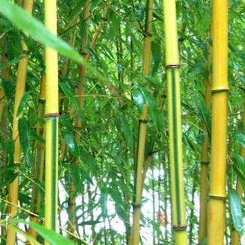 Семена бамбука Phyllostachys Spectabilis (25 шт)