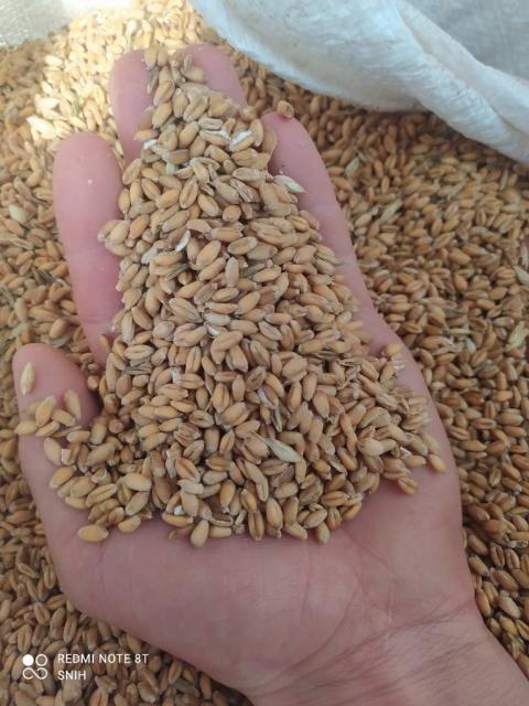 Породам пшеницю