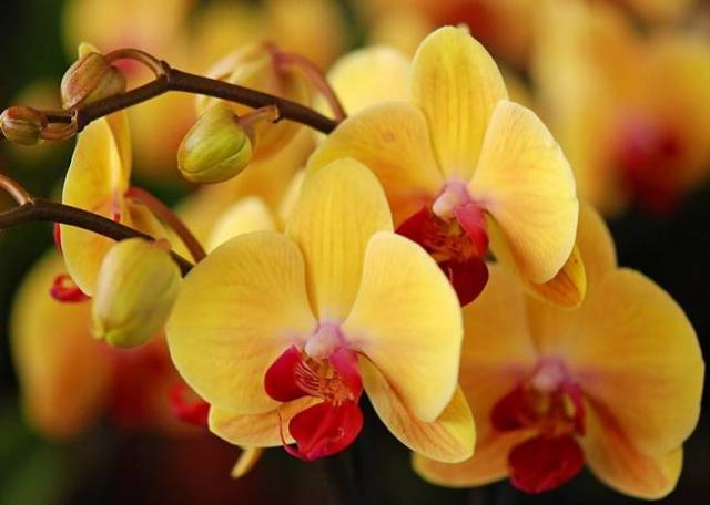 Поставка орхидей и любых горшочных цветов из Голландии каждую неделю