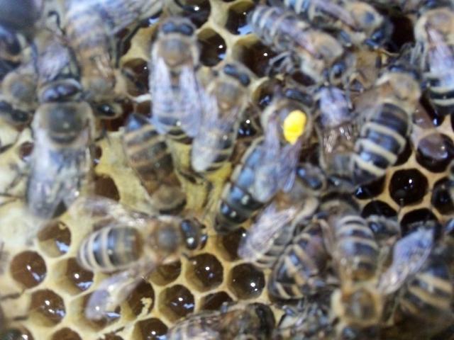Продам плідні бджоломатки