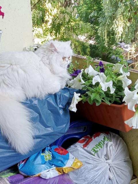 Продам персідську кішку білого кольору.