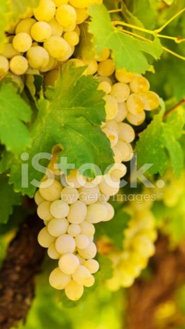 Продам виноград оптом и в розницу
