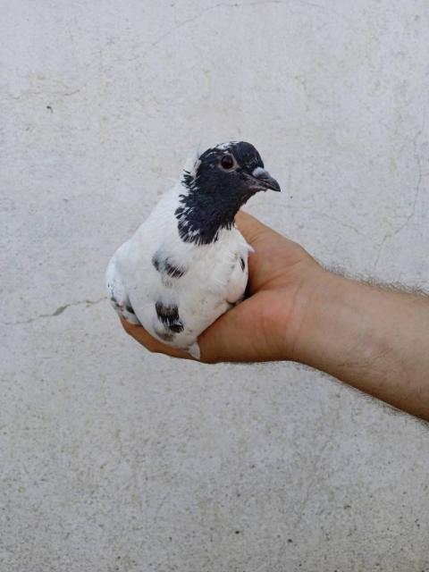 Продам іранські голуби