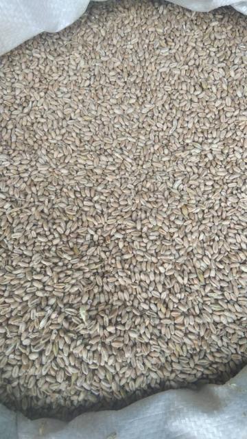 Продам зерно пшеницы ячменя
